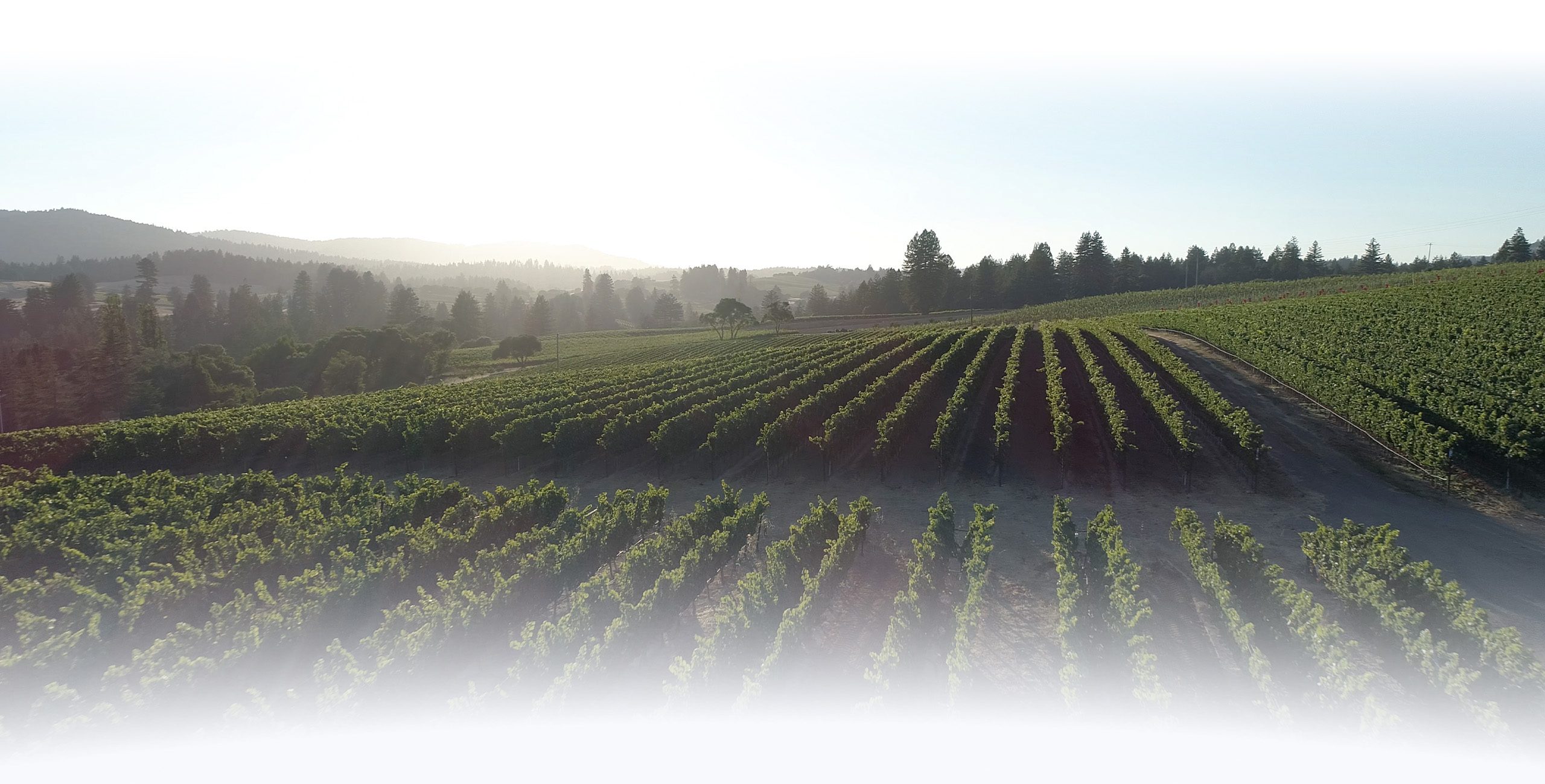 A vineyard vista at sunset