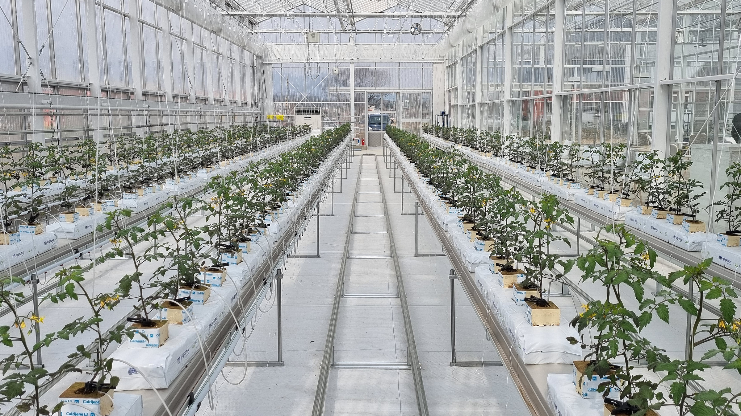 A smart farm greenhouse full of newly plants tomatoes