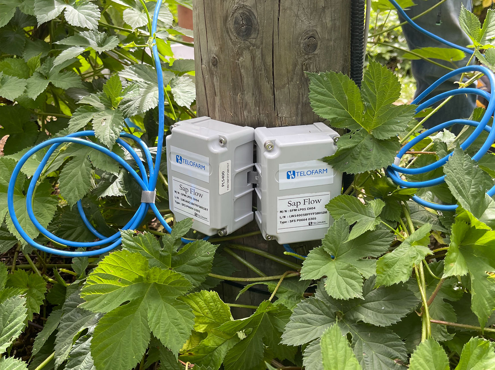 Sap flow modules amongst hop vines