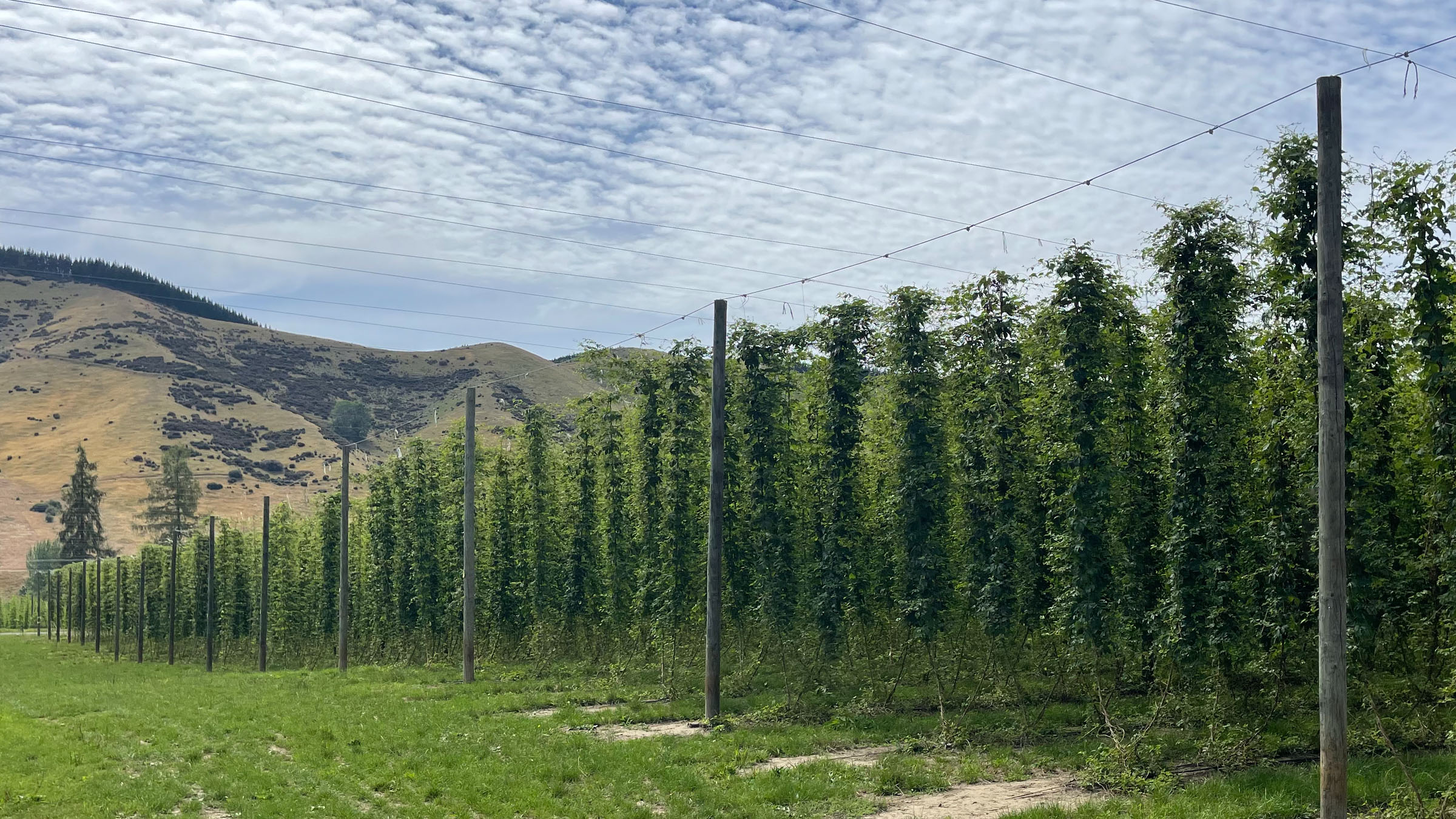 A block of hop plants arranged in rows