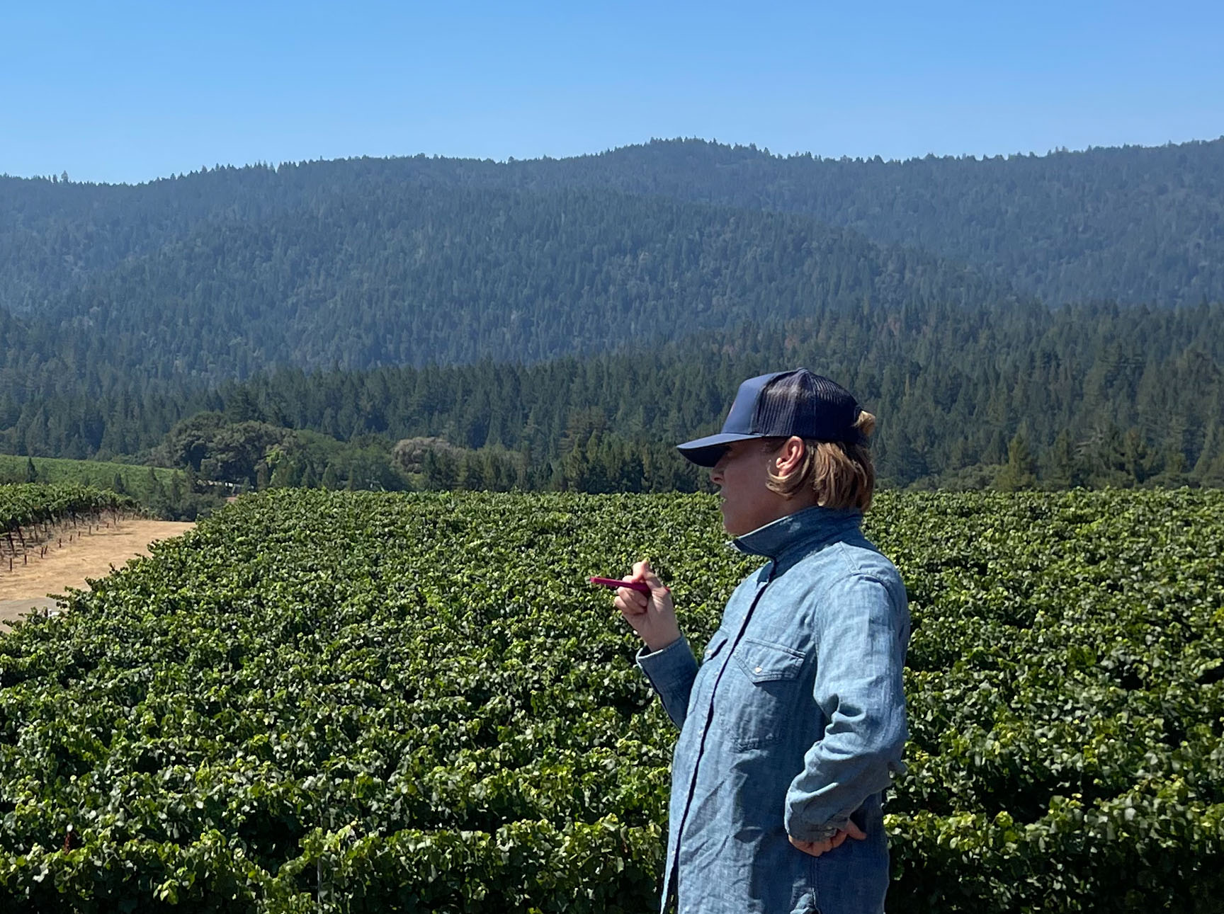 A person standing in a vineyard block