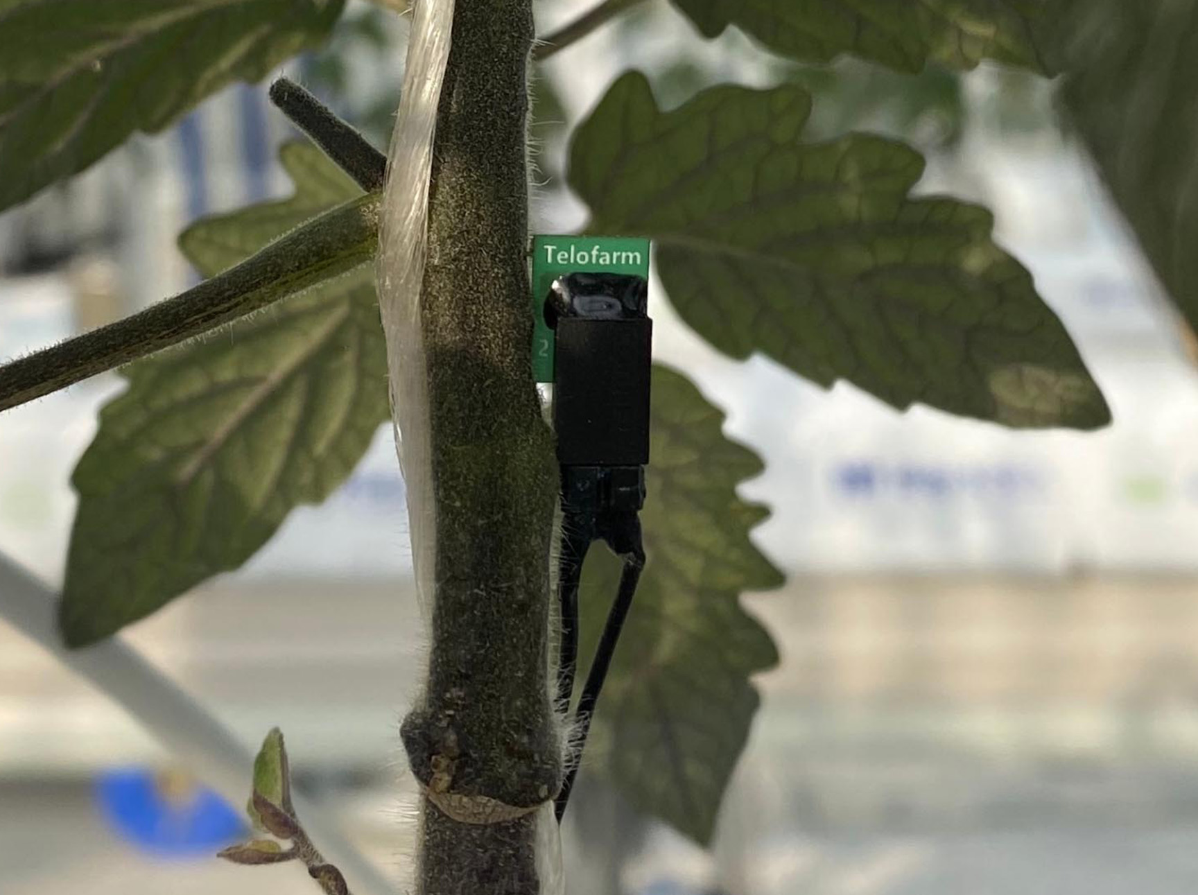 A sap flow probe installed in a tomato stem
