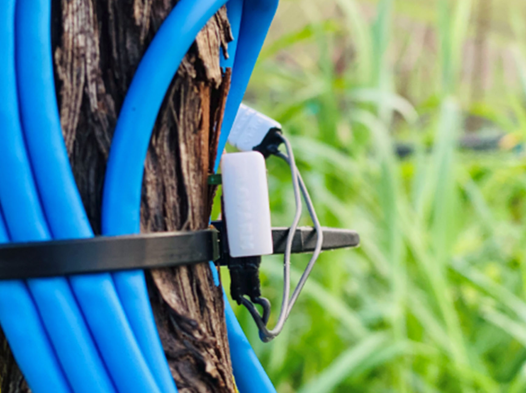 A sap flow probe installed on the grapevine trunk