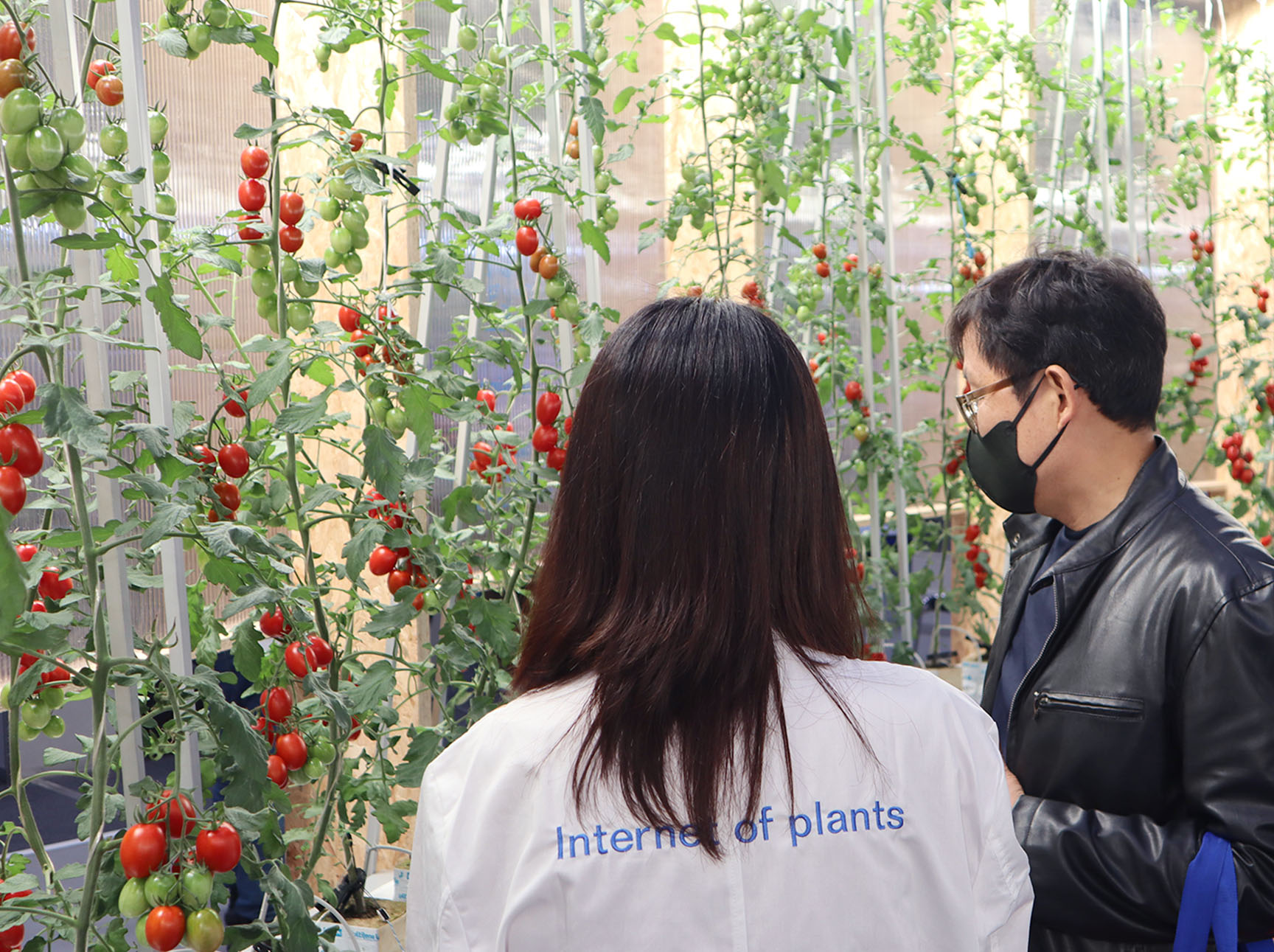 A Telofarm employee explains our smart farm system to a customer whilst surrounded by tomato plants